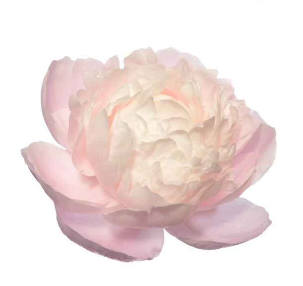 单一的粉红牡丹图片下载