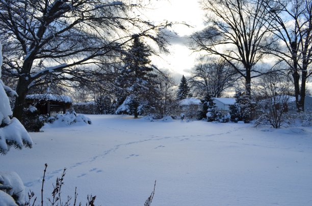 冬天的后院图片下载