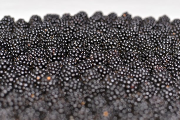 一个倾斜的结构背景从一个新鲜的黑莓与天际线。图片下载