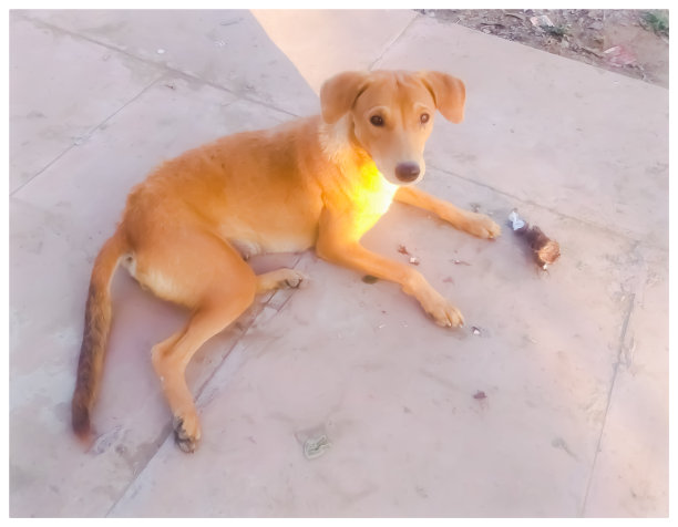 国内的狗图片下载