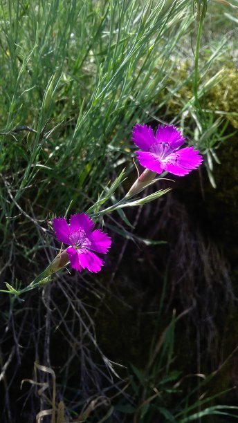 爬矮粉红色图片下载