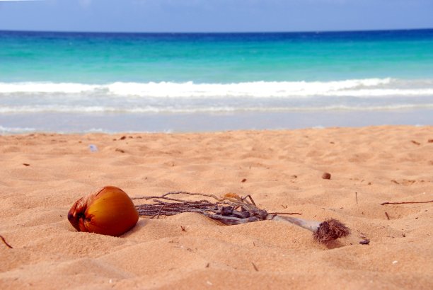 沙滩上的椰子图片下载