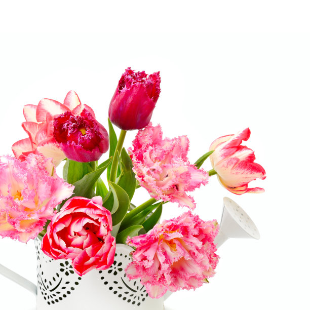 一束美丽的郁金香在一个装饰喷壶孤立在白色的背景。图片下载