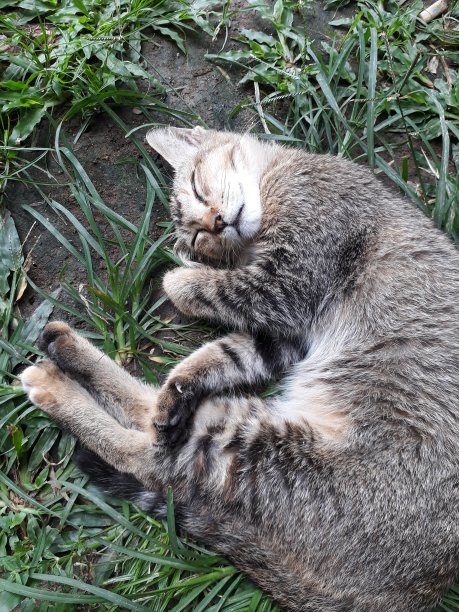 野猫睡觉很可爱图片下载
