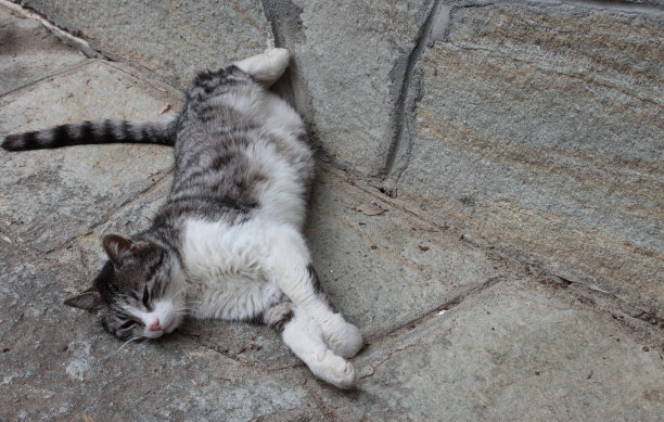 美丽的游戏色调在马赛克石墙前睡觉的灰色猫的色调图片下载