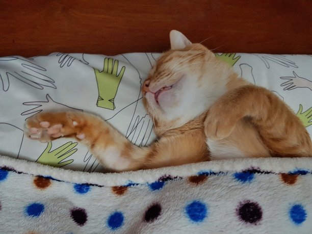 睡个午觉图片下载