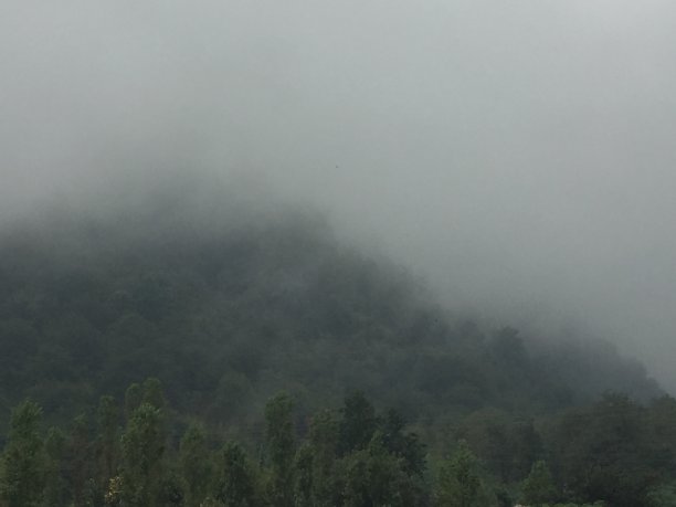 模糊的丛林图片下载