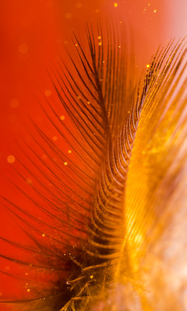 封面页图片下载