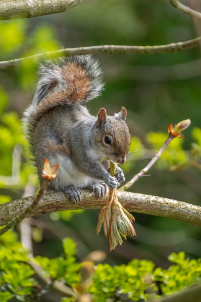灰松鼠-山鸠图片下载