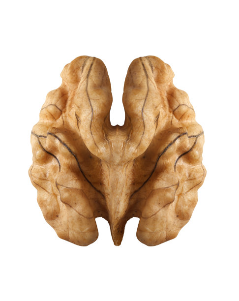 孤立在白色背景上的核桃图片下载