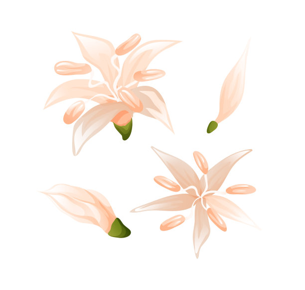 鲜花咖啡，农业。不同的旋转，打开和关闭，侧面和顶部视图。矢量插图在白色背景卡通风格图片下载