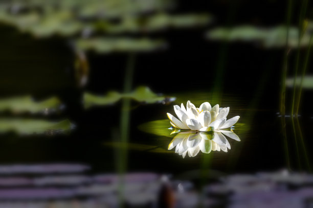 睡莲的肖像图片下载