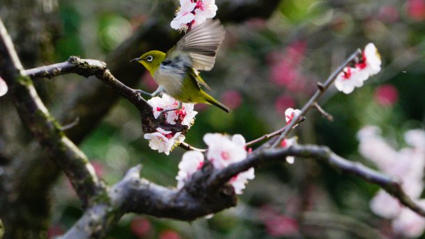 李子和白眼，大阪，日本图片下载