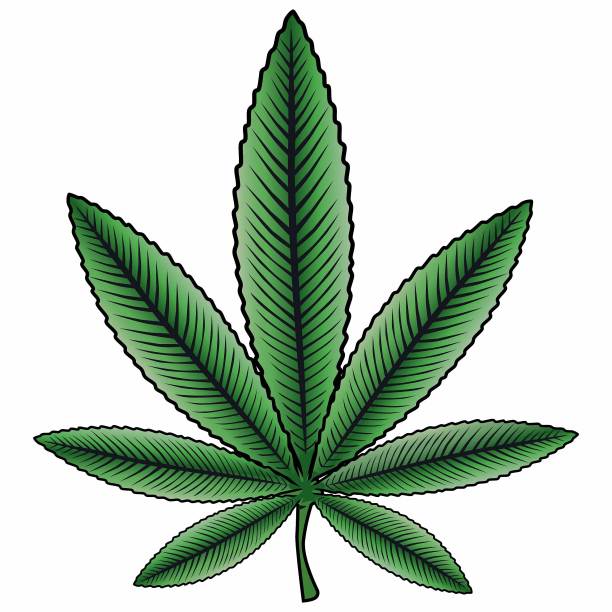 大麻或大麻植物图片下载