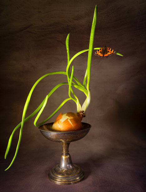 洋葱和蝴蝶的静物图片下载