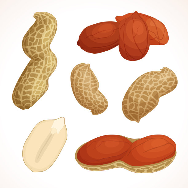 花生向量。半个和一个坚果。图片下载