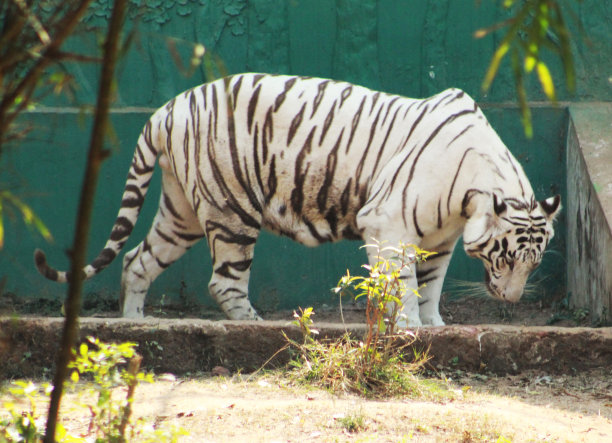 白豹底格里斯河附近的一所房子图片下载