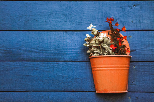 花挂在墙上的花盆里。图片下载