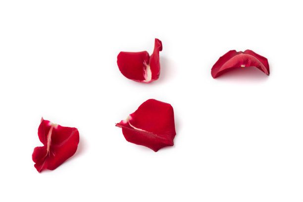 红玫瑰花瓣图片下载