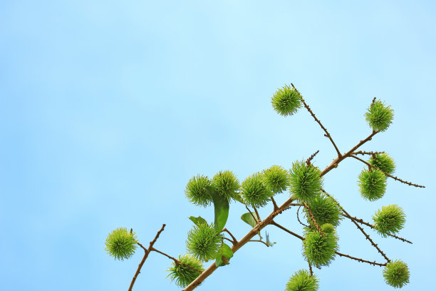 生机勃勃的绿色未成熟的红毛丹果实在树上对抗阳光明媚的蓝天图片下载