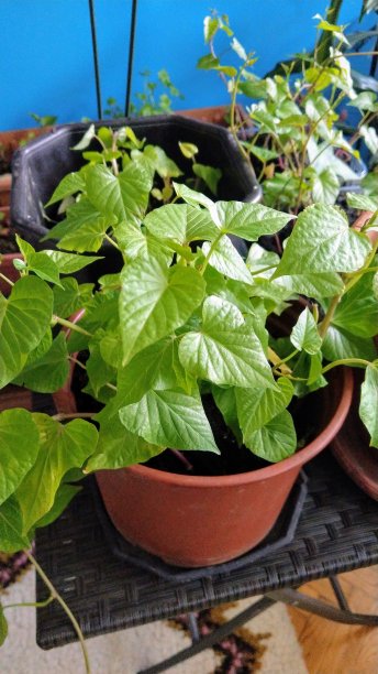 甘薯或番薯幼苗移植到花盆准备种植在花园图片下载