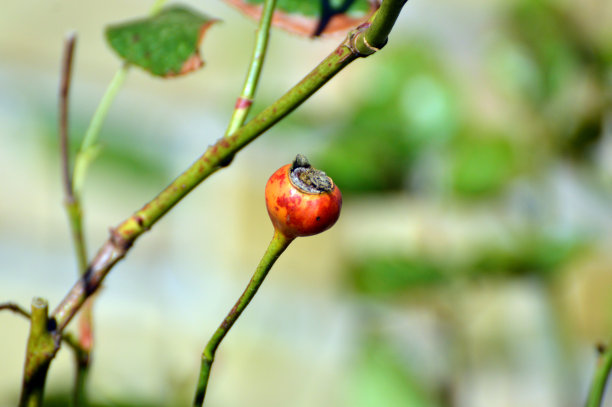在黎明时，玫瑰的花瓣闪闪发光图片下载