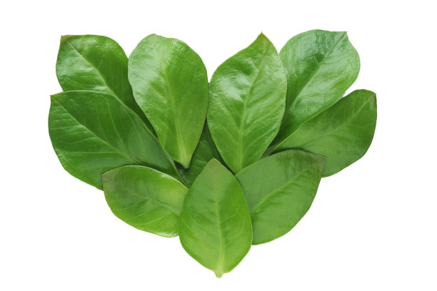 深绿色大叶，叶面光滑，呈心形。孤立在白色背景上。图片下载