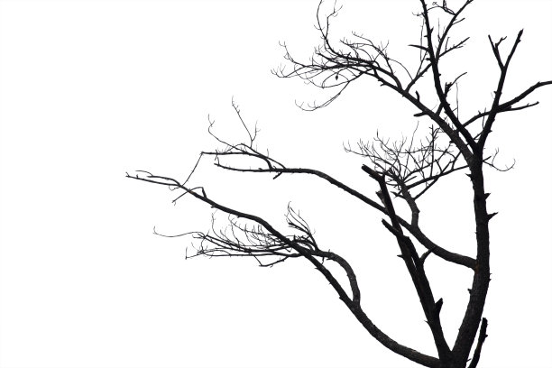 枯枝，在白色的背景上剪影枯树或干树，以修剪路径。图片下载
