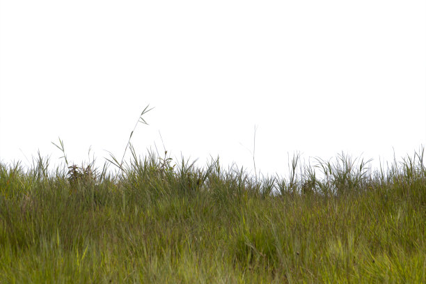 草孤立在白色背景上。剪切路径。图片下载