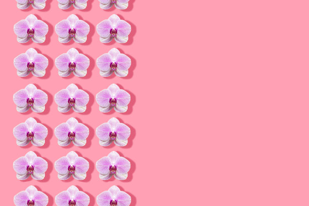粉红色背景上的兰花镶边图片下载