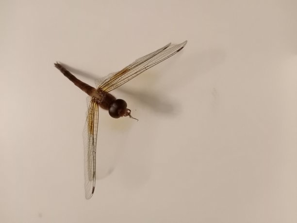 龙年宣传单图片下载