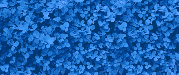 背景用树叶图片下载