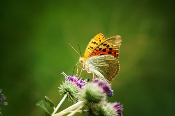 野花里的蝴蝶。花的风景。美丽精致的色彩。图片下载