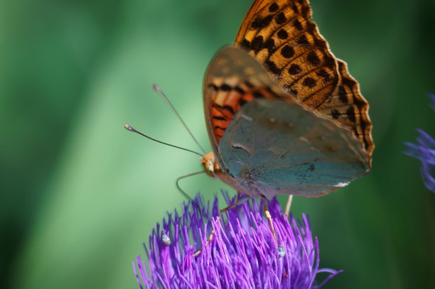 野花里的蝴蝶。花的风景。美丽精致的色彩。图片下载