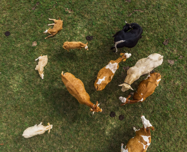鸟瞰图奶牛牧场在奥地利。图片下载