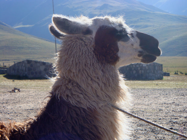 动物的火焰图片下载