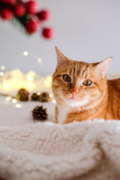 猫和圣诞彩灯图片下载