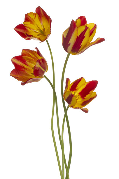 花孤立图片下载