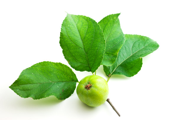 苹果和叶子孤立在白色上图片下载
