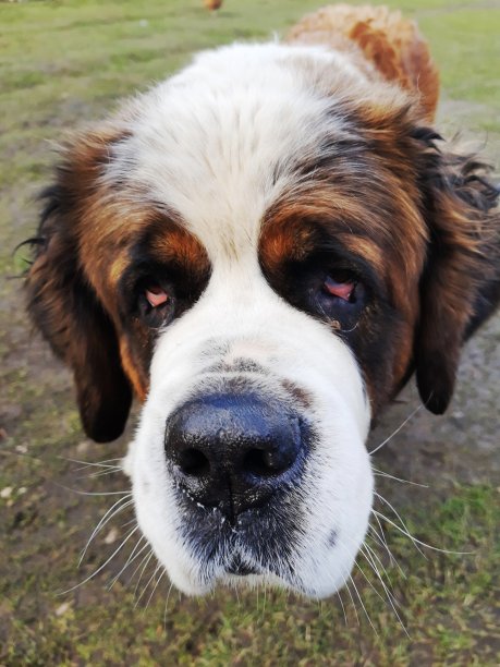 伯纳德图片下载