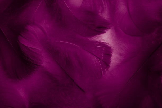 美丽抽象的红色和紫色羽毛在白色的背景和柔软的白色粉红色羽毛纹理在深色的图案和浅红色的背景图片下载