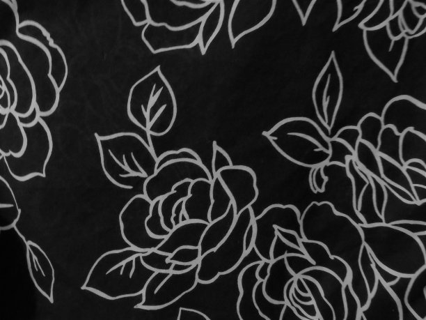 背景，白色玫瑰上的黑色织物设计图片下载
