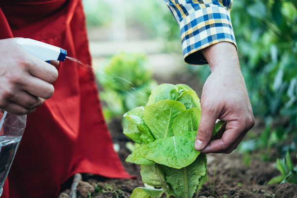 农民在有机农田里给生菜浇水图片下载