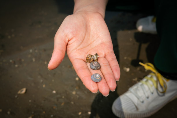 海螺,甲壳类动物图片下载