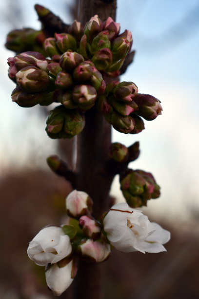 樱花刚刚开始开放图片下载