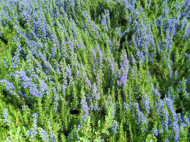 迷迭香盛开图片下载