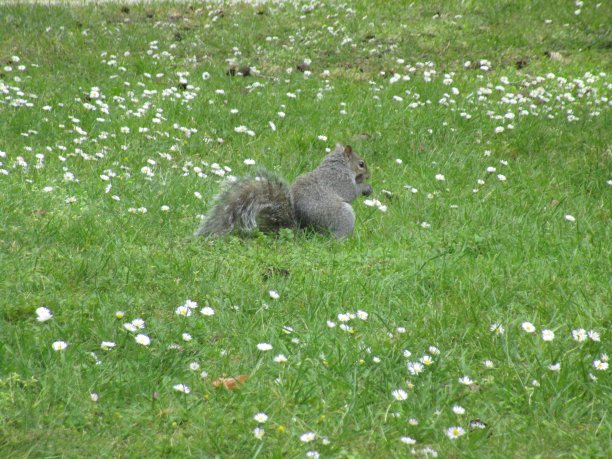 2019年，在斯坦利公园的野生雏菊中，可爱的松鼠图片下载