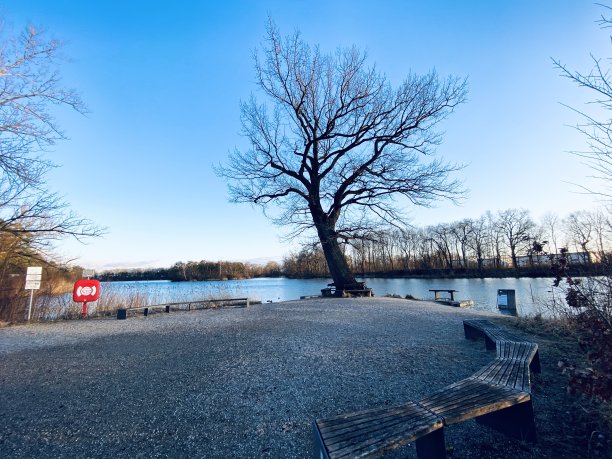 湖边有一棵光秃秃的树和几张长椅图片下载