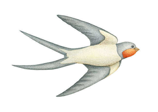 燕子手绘水彩剪贴元素孤立的白色背景素材图片