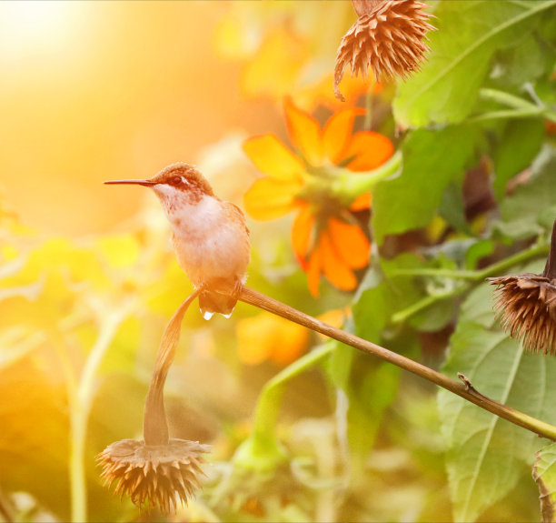 红喉蜂鸟和百日菊的高调照片图片下载